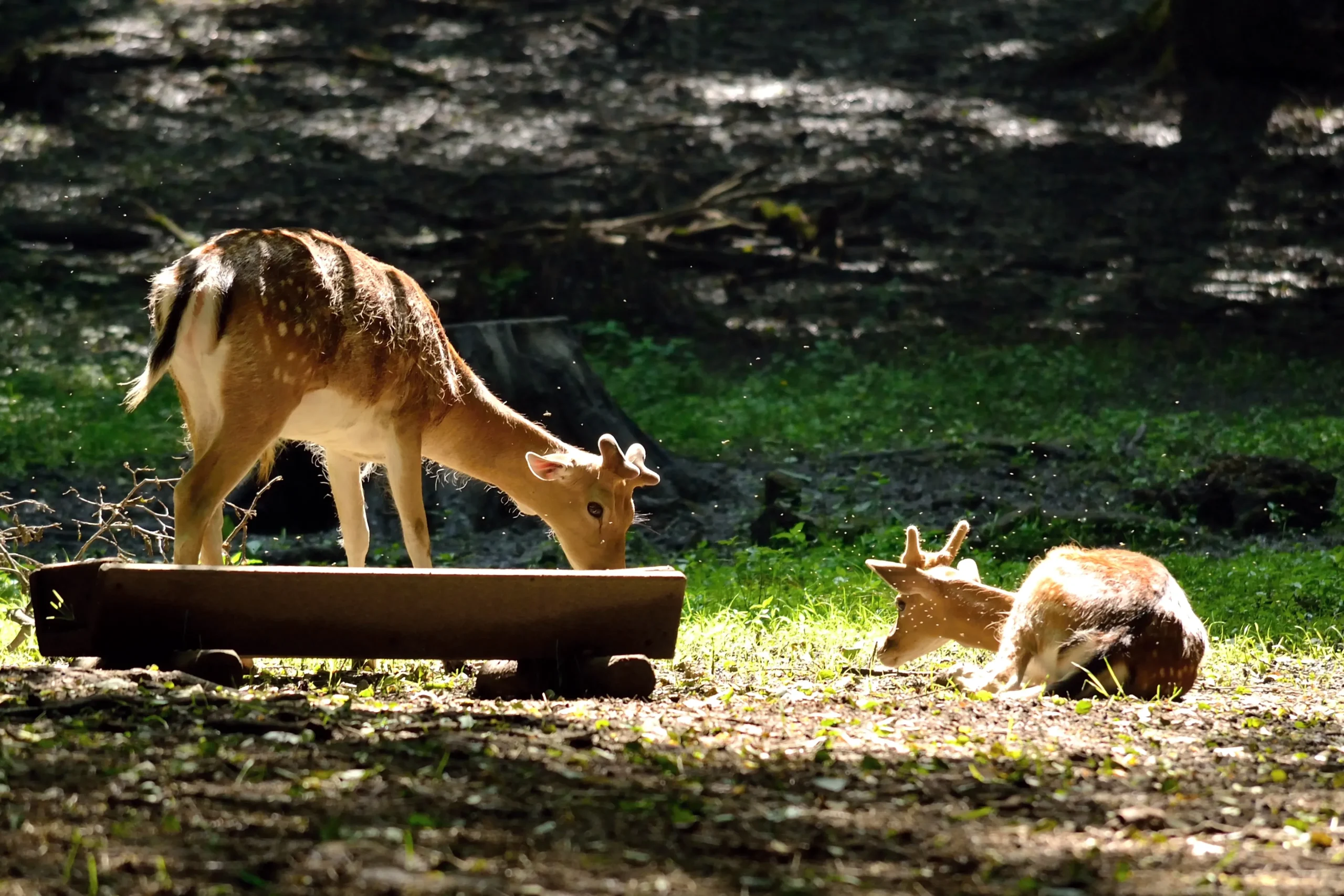 Bringing up Wild Life Consciousness in Kids through Zoos.